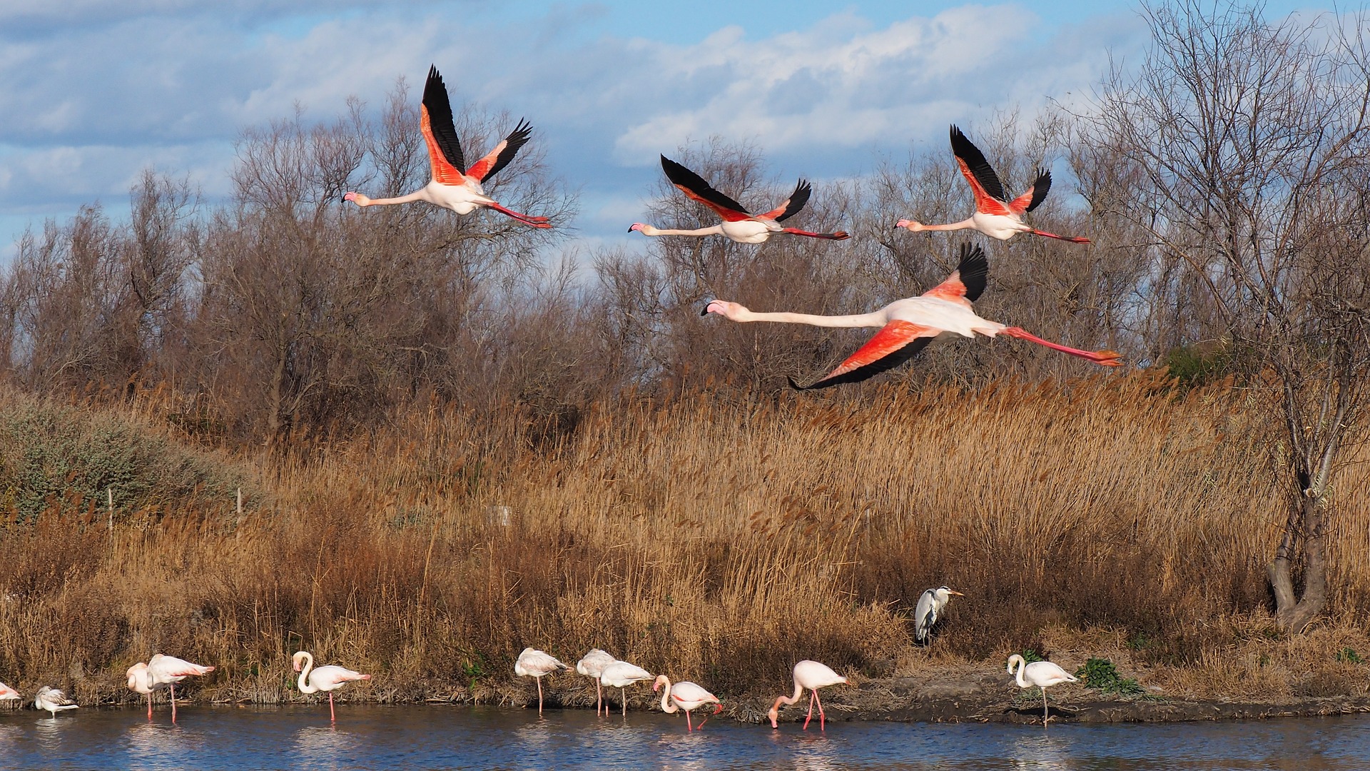 activités à faire en Camargue